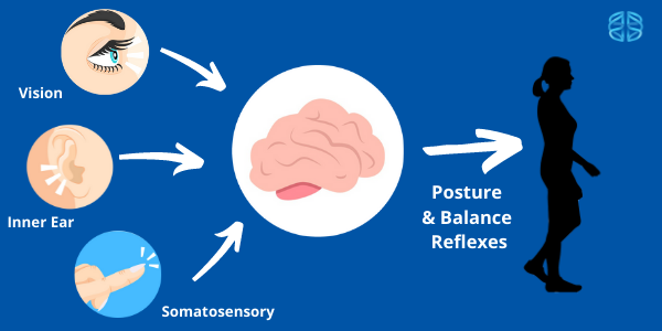 The brain processes balance information so our body knows how to react.